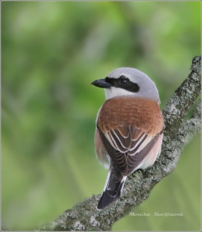 <p>ŤUHÝK OBECNÝ (Lanius collurio) /Red-backed shrike - Neuntöter/</p>